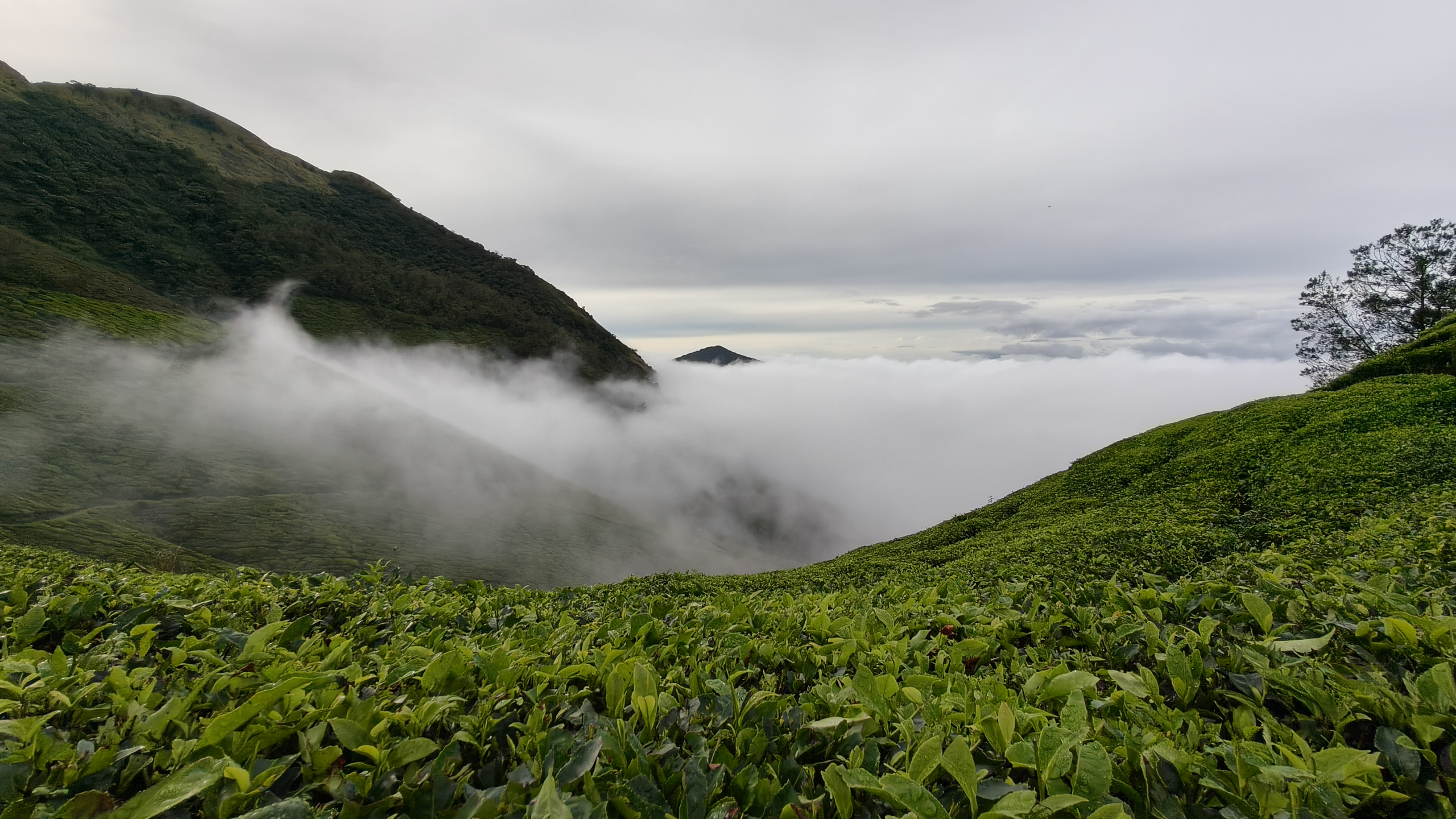 Kolukkumalai steep tea slopes with thick clouds flowing into the valley